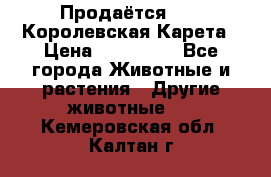 Продаётся!     Королевская Карета › Цена ­ 300 000 - Все города Животные и растения » Другие животные   . Кемеровская обл.,Калтан г.